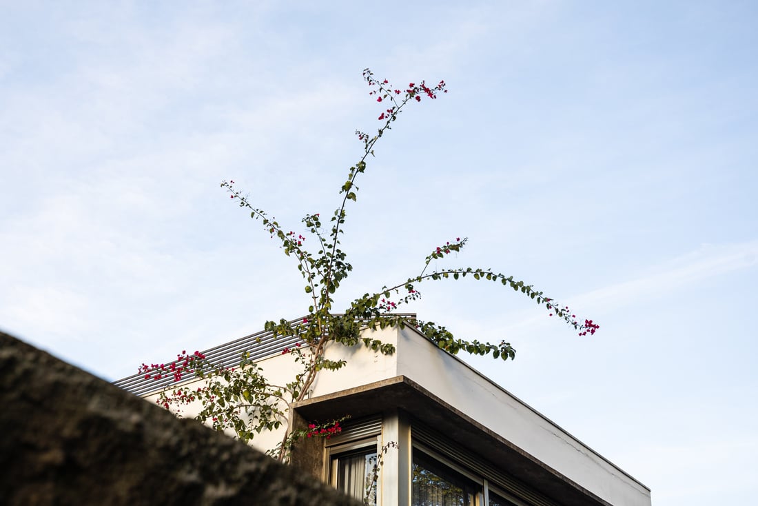 Building with Plants and Trees